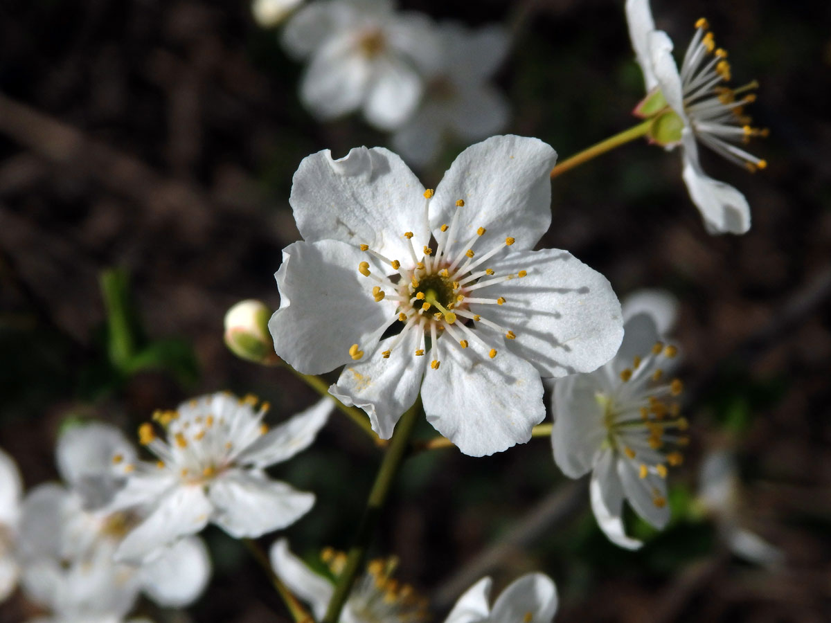 Slivoň obecná (Prunus insititia L.), šestičetný květ (12)