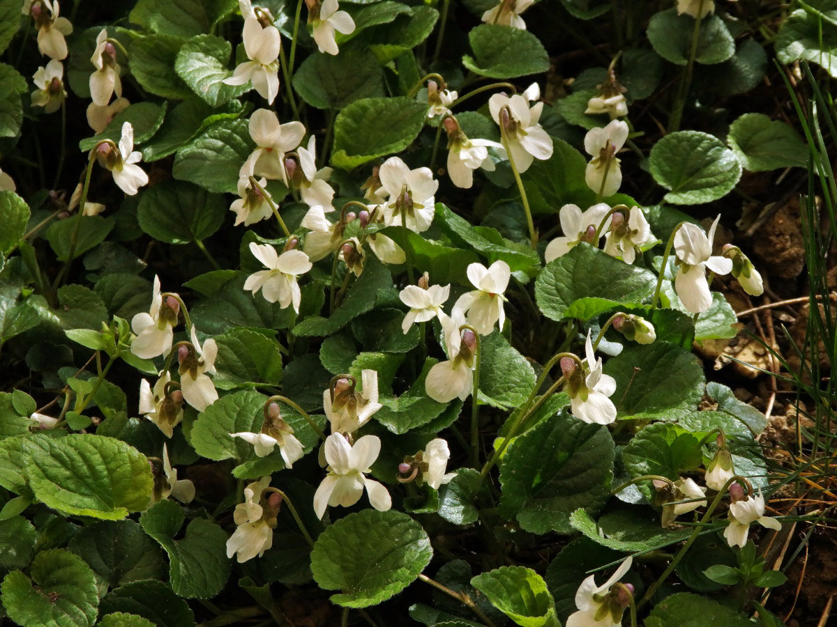 Violka vonná (Viola odorata L.) s bílými květy