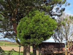 Čarověník na borovici lesní (Pinus sylvestris L.) (11b)