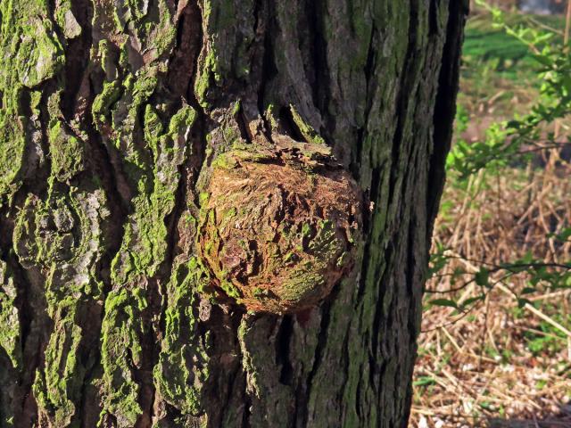 Javor stříbrný (Acer saccharinum L.), nádor na kmeni (77)