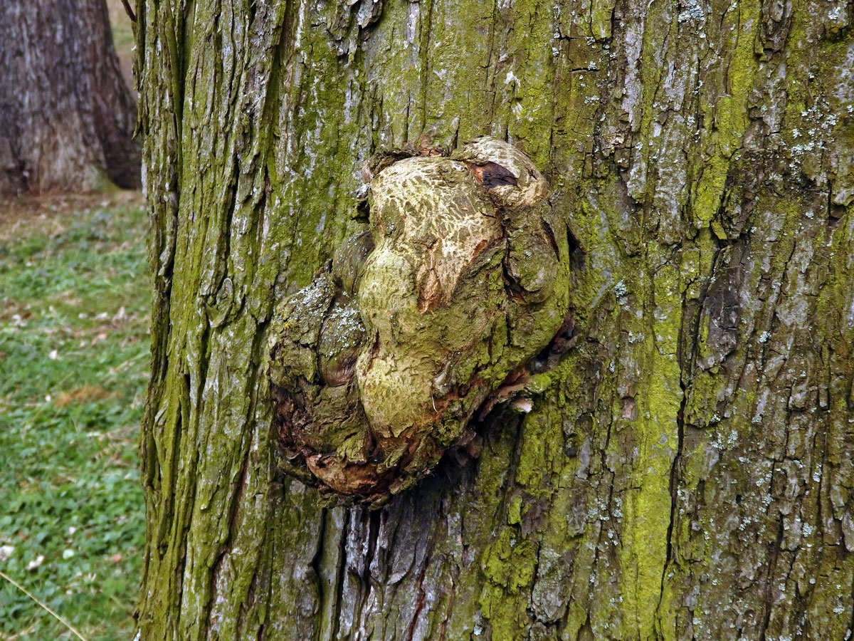 Javor stříbrný (Acer saccharinum L.), nádor na kmeni (78)