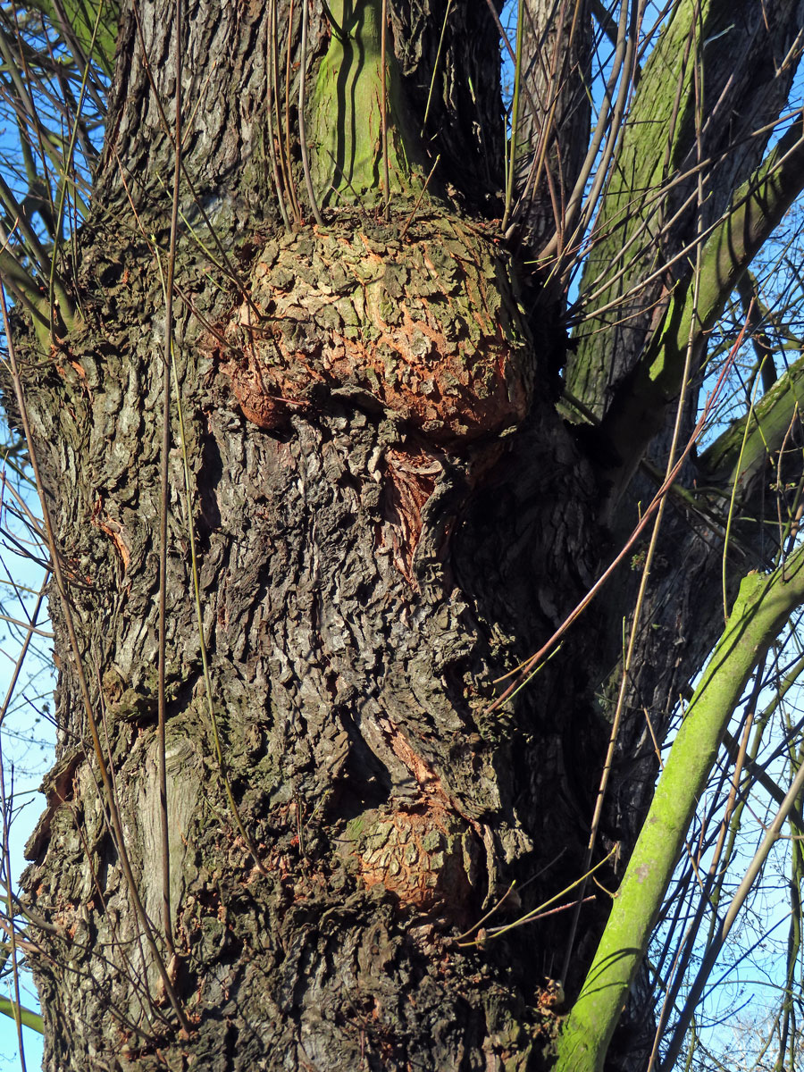 Javor stříbrný (Acer saccharinum L.), nádor na kmeni (80a)