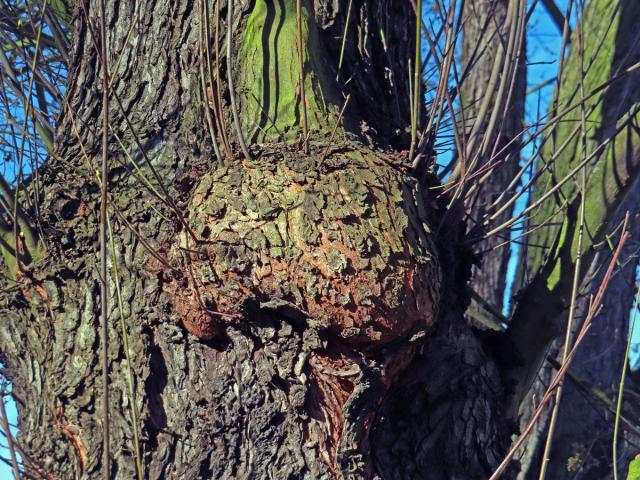 Javor stříbrný (Acer saccharinum L.), nádor na kmeni (80b)