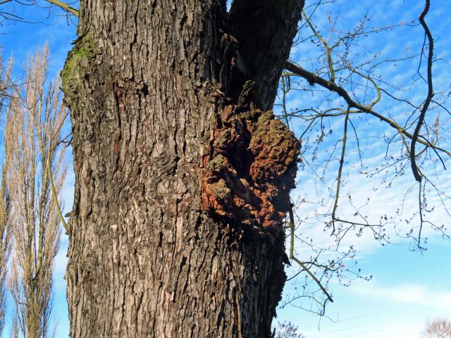 Javor stříbrný (Acer saccharinum L.), nádor na kmeni (81)