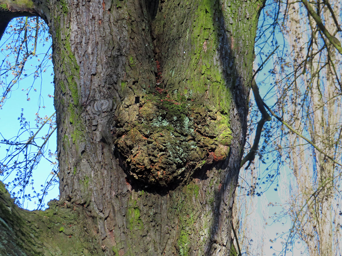 Javor stříbrný (Acer saccharinum L.), nádor na kmeni (82)