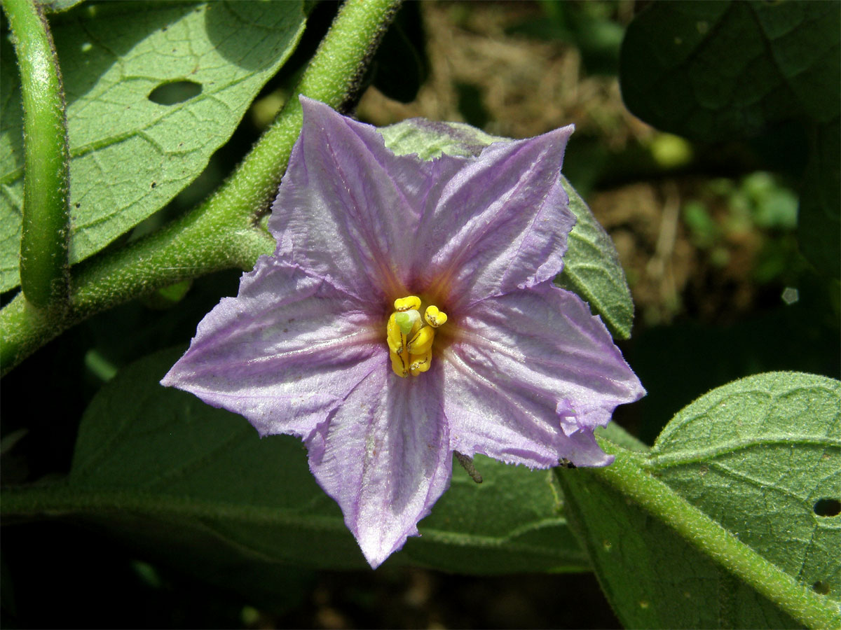 Lilek vejcoplodý (baklažán) (Solanum melongena L.)