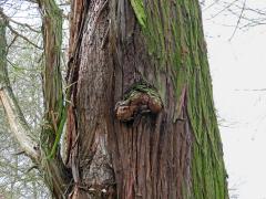 Tumory na tisovci (Taxodium Rich.) 