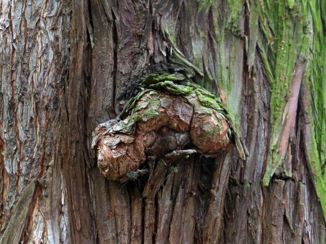 Tisovec dvouřadý (Taxodium distichum (l.) Rich.) s nádorem na kmeni (1b)