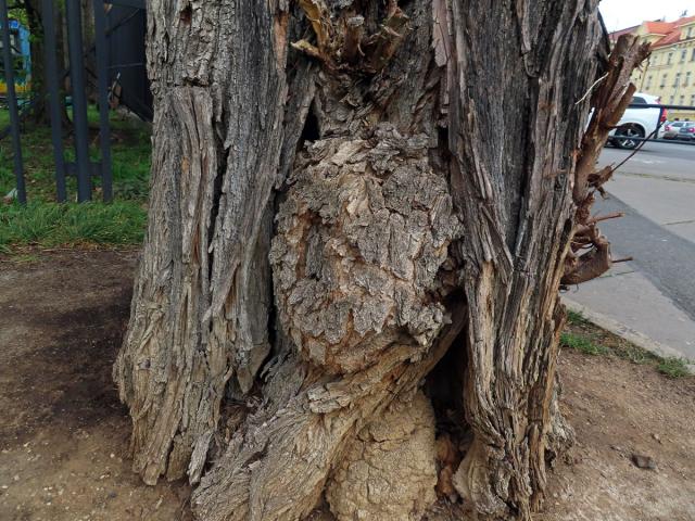 Tumor na akátu (Robinia pseudoacacia L.) (50)