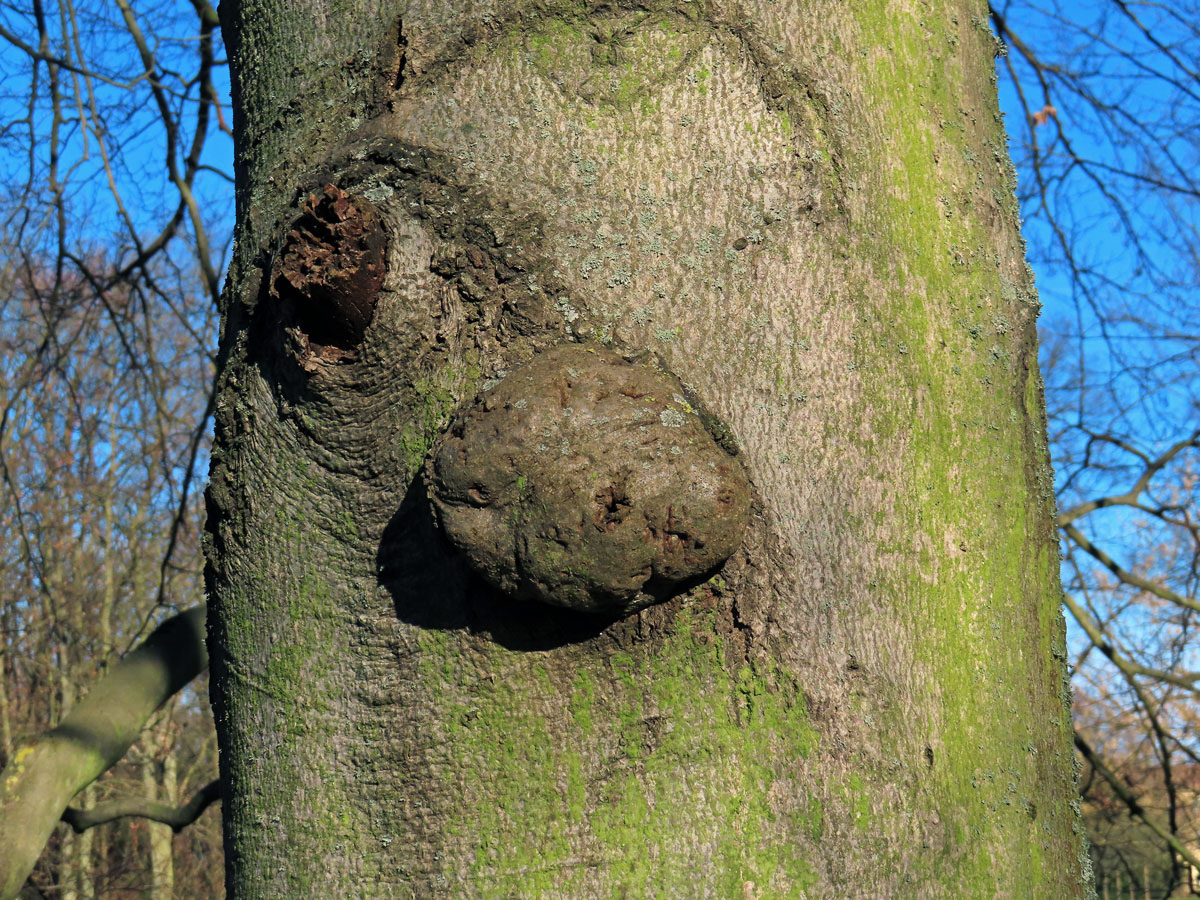 Nádor na buku lesním (Fagus sylvatica L.) (44)