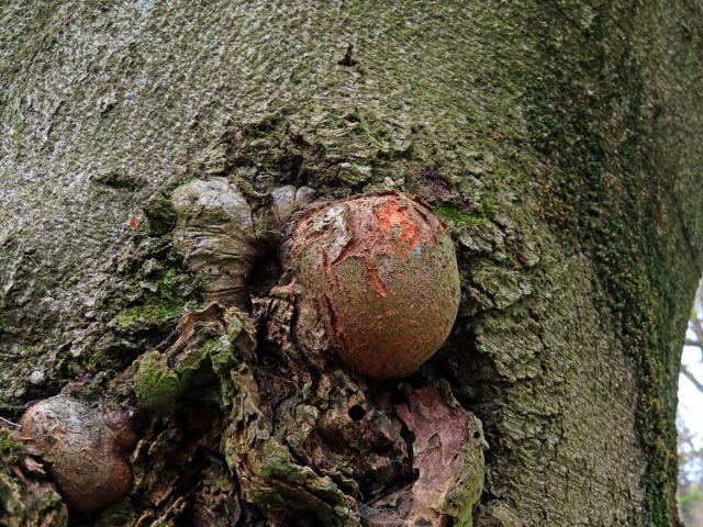 Nádor na buku lesním (Fagus sylvatica L.) (45)