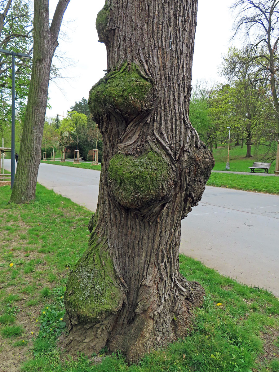 Lípa velkolistá (Tilia platyphyllos Scop.) (74) s nádory na kmeni