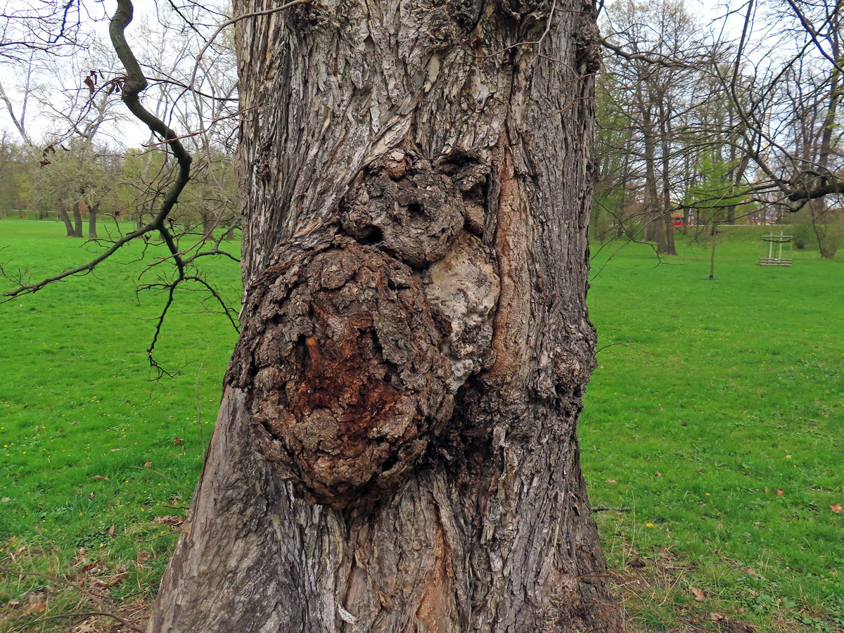 Jilm vaz (Ulmus laevis Pallas) (1b) s několika nádory na kmeni