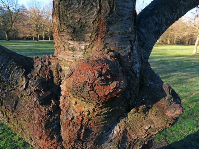 Sakura ozdobná (Prunus serrulata Lindl) (82) s nádorem na kmeni