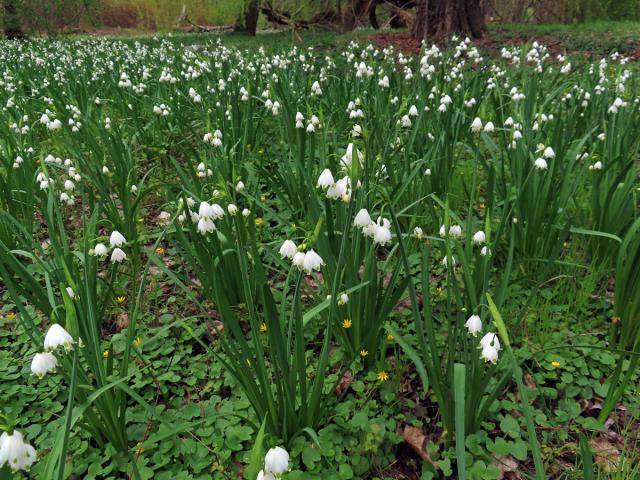 Bledule letní (Leucojum aestivum L.)