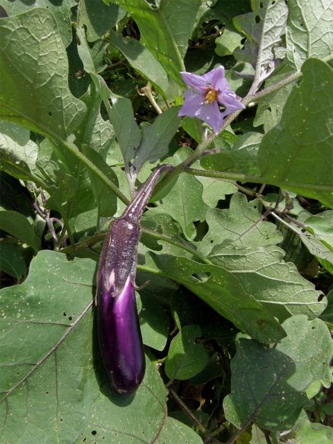 Lilek vejcoplodý (baklažán) (Solanum melongena L.)