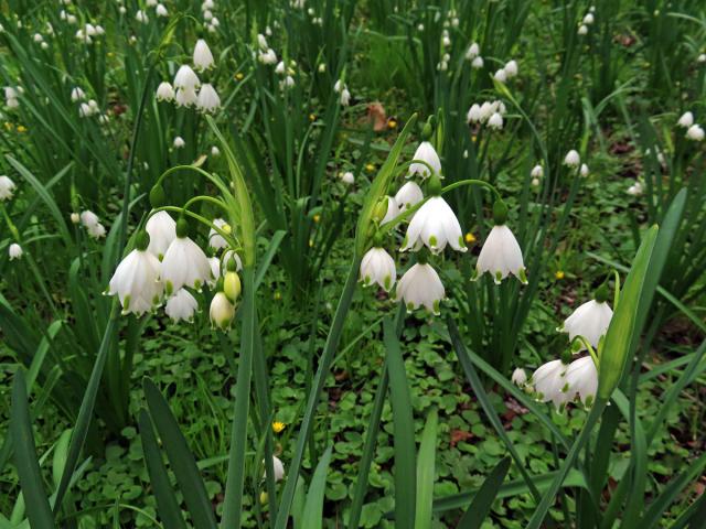 Bledule letní (Leucojum aestivum L.)