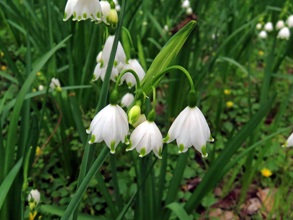 Bledule letní (Leucojum aestivum L.)