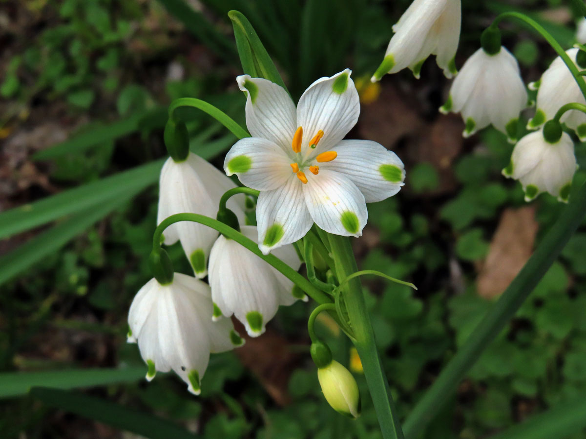 Bledule letní (Leucojum aestivum L.)