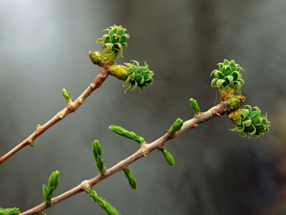 Tisovec dvouřadý (Taxodium distichum (l.) Rich.)