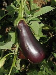 Lilek vejcoplodý (baklažán) (Solanum melongena L.)