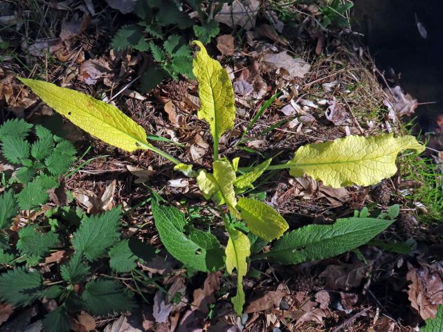 Kostival lékařský (Symphytum officinale L.) s omezeným množstvím chlorofylu