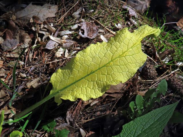 Kostival lékařský (Symphytum officinale L.) s omezeným množstvím chlorofylu