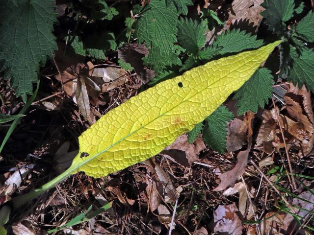 Kostival lékařský (Symphytum officinale L.) s omezeným množstvím chlorofylu