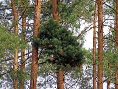 Čarověník na borovici lesní (Pinus sylvestris L.) (28)