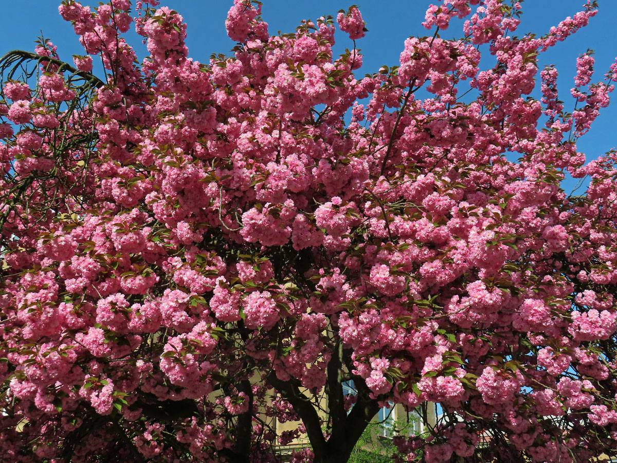 Sakura ozdobná (Prunus serrulata Lindl)