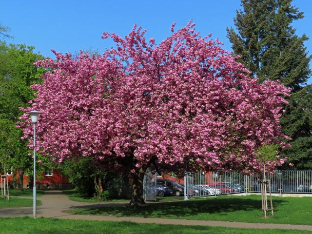 Sakura ozdobná (Prunus serrulata Lindl)