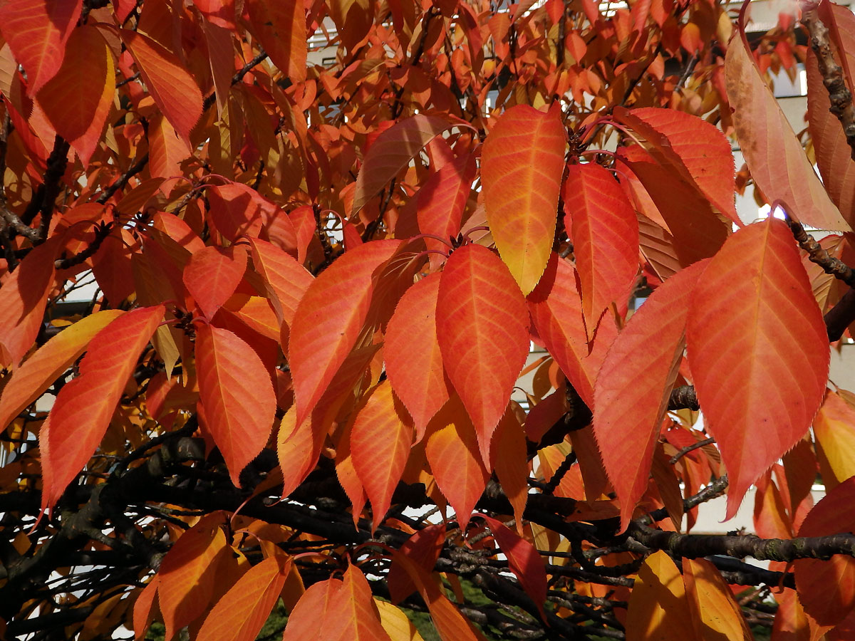 Sakura ozdobná (Prunus serrulata Lindl)