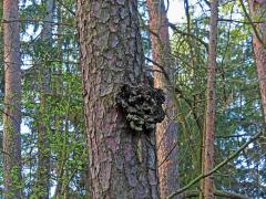 Tumor na borovici lesní (Pinus sylvestris L.) (51)