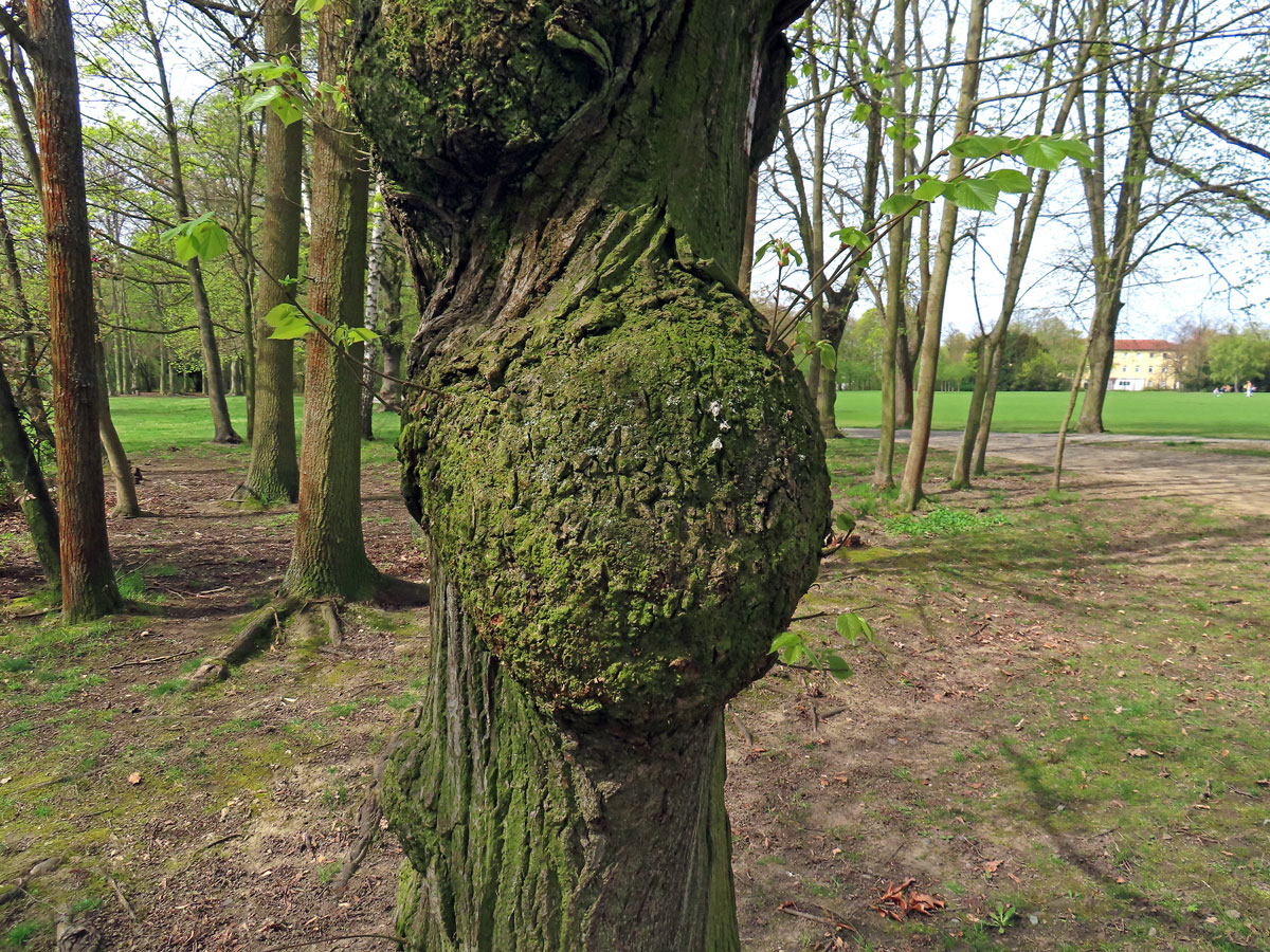 Lípa velkolistá (Tilia platyphyllos Scop.) (75b) s nádory na kmeni