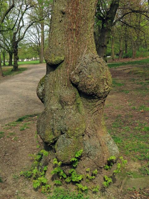 Lípa velkolistá (Tilia platyphyllos Scop.) (76) s nádory na kmeni