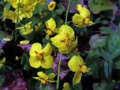 Škornice (Epimedium × perralchicum Stearn)