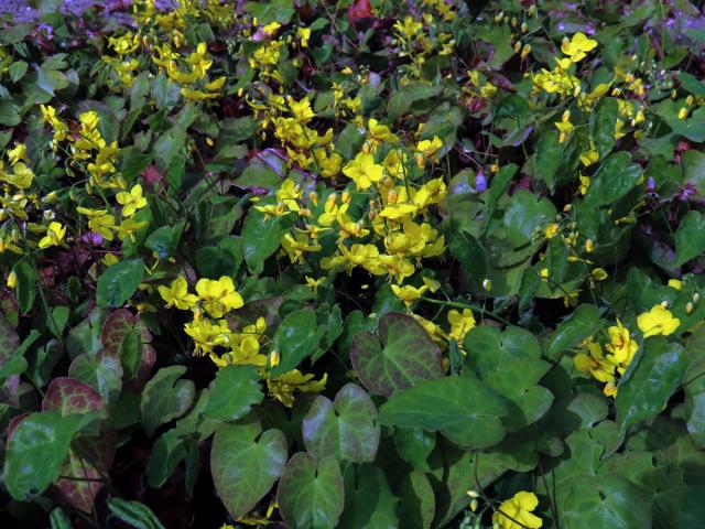 Škornice (Epimedium × perralchicum Stearn)