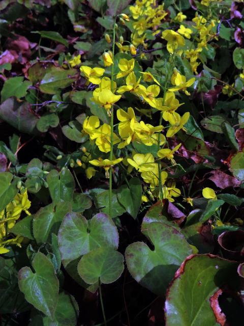 Škornice (Epimedium × perralchicum Stearn)