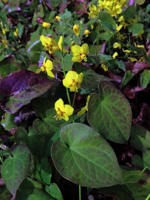 Škornice (Epimedium × perralchicum Stearn)