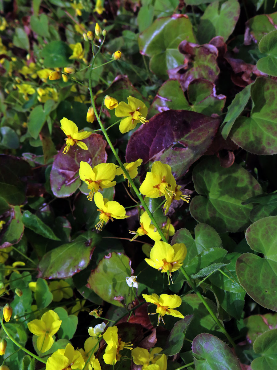 Škornice (Epimedium × perralchicum Stearn)