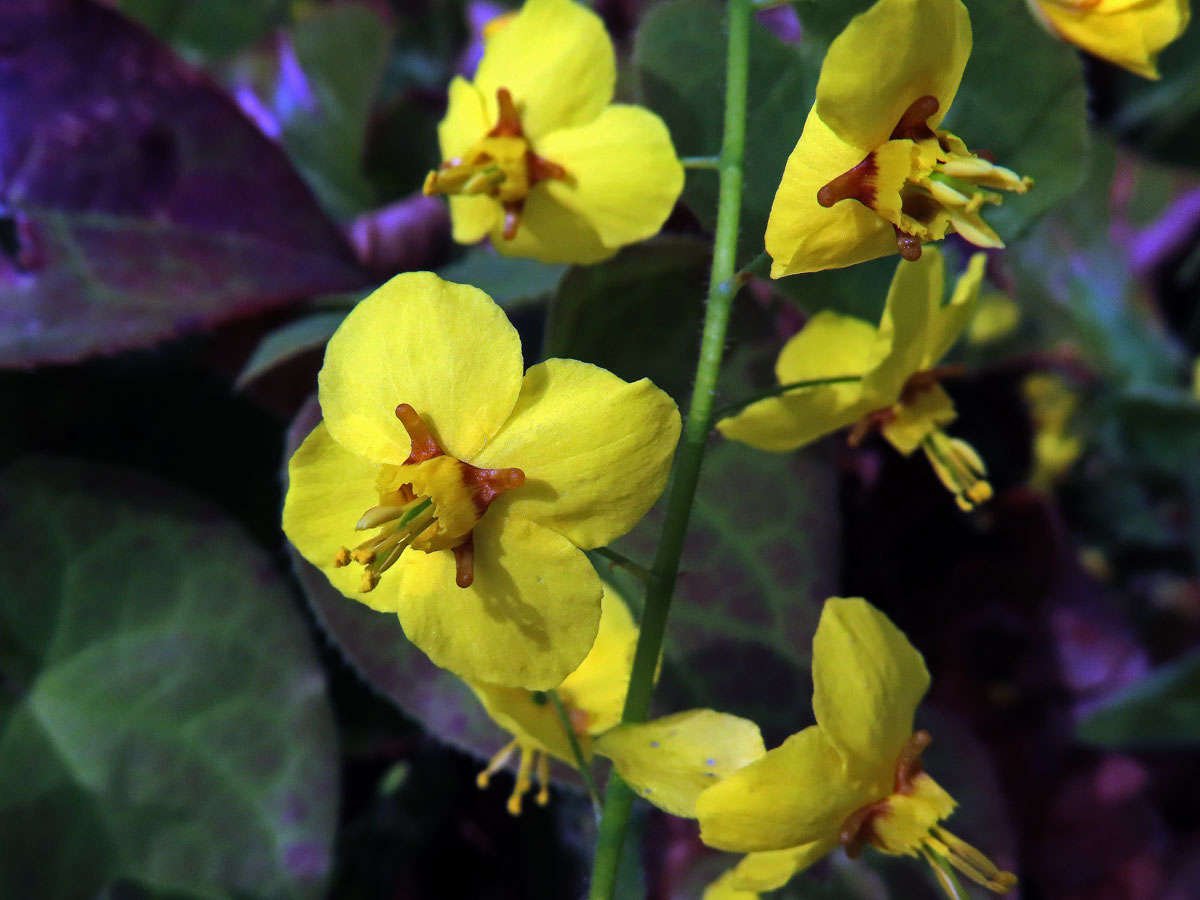 Škornice (Epimedium × perralchicum Stearn)