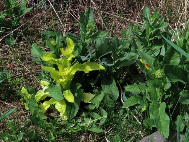 Vesnovka obecná (Cardaria draba (L.) Desv.) s poruchou tvorby chlorofylu (3a)