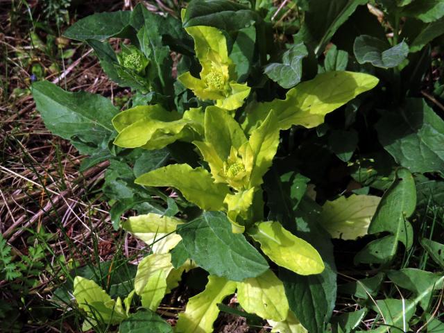 Vesnovka obecná (Cardaria draba (L.) Desv.) s poruchou tvorby chlorofylu (3c)