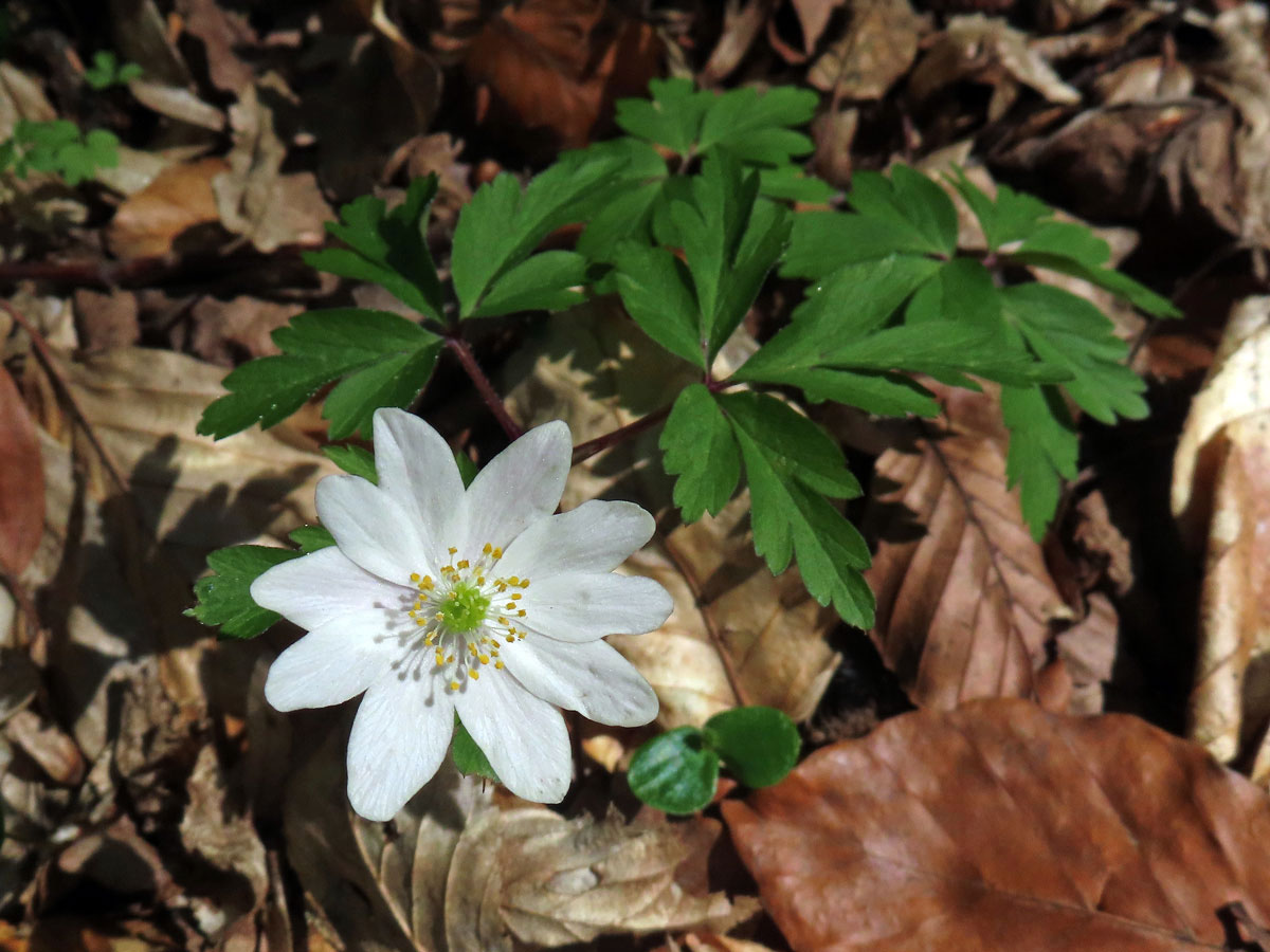 Sasanka hajní (Anemone nemorosa L.) - desetičetný květ (5)