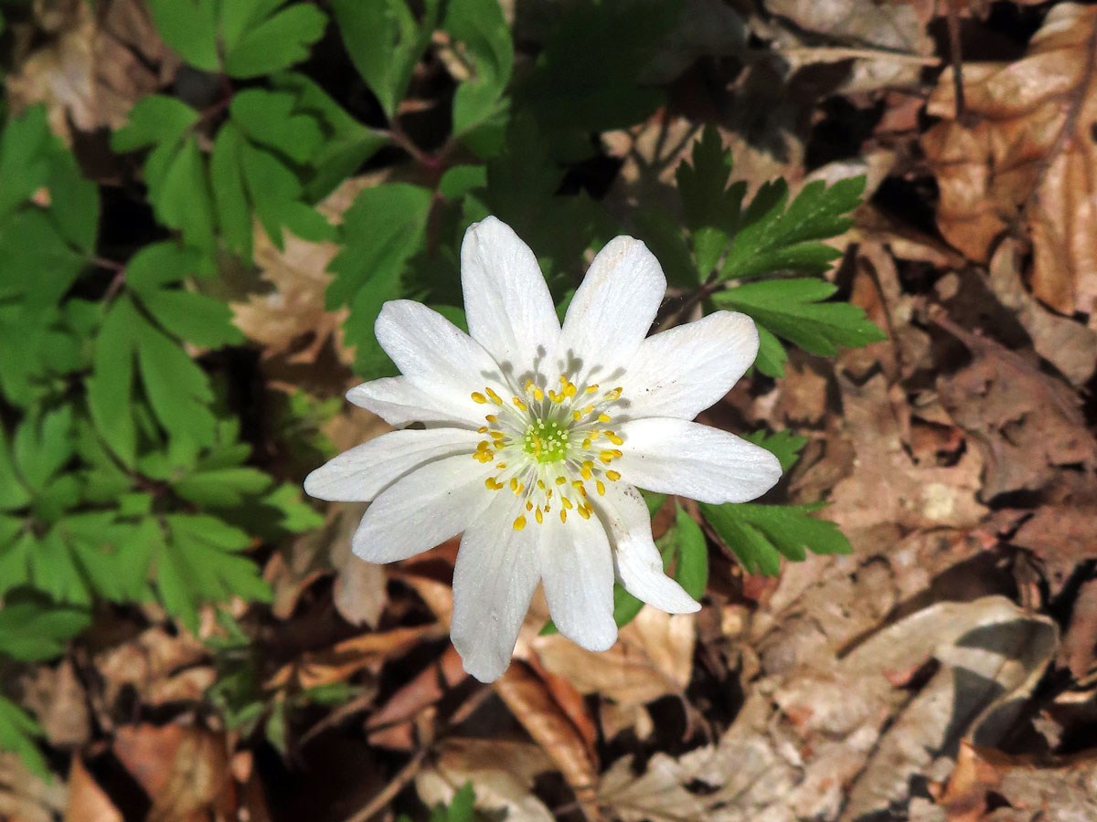 Sasanka hajní (Anemone nemorosa L.) - jedenáctičetný květ (2)
