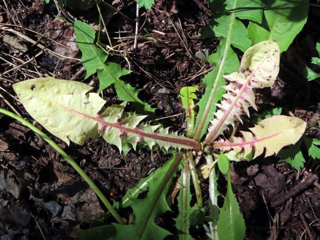 Smetánka lékařská (Teraxacum officinale L.) s panašovanými listy (3h)