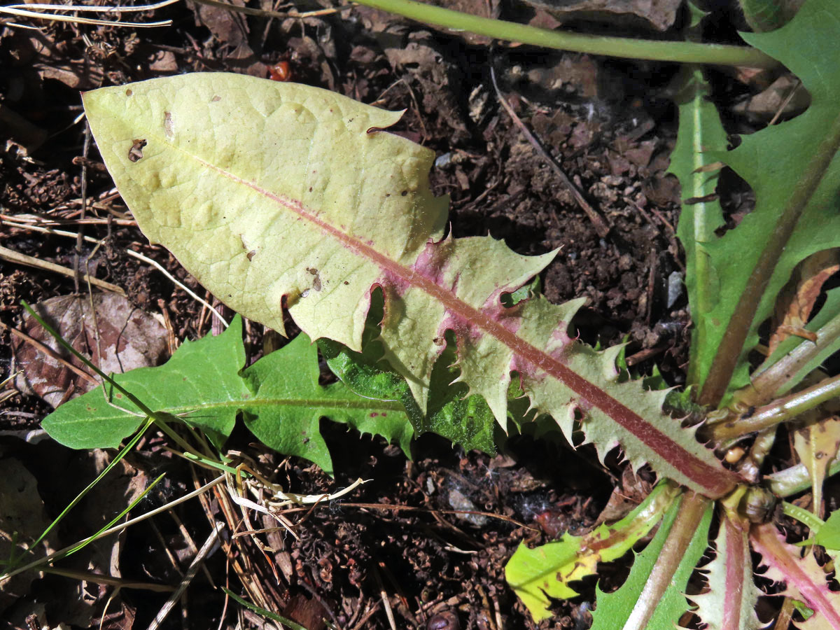 Smetánka lékařská (Teraxacum officinale L.) s panašovanými listy (3i)