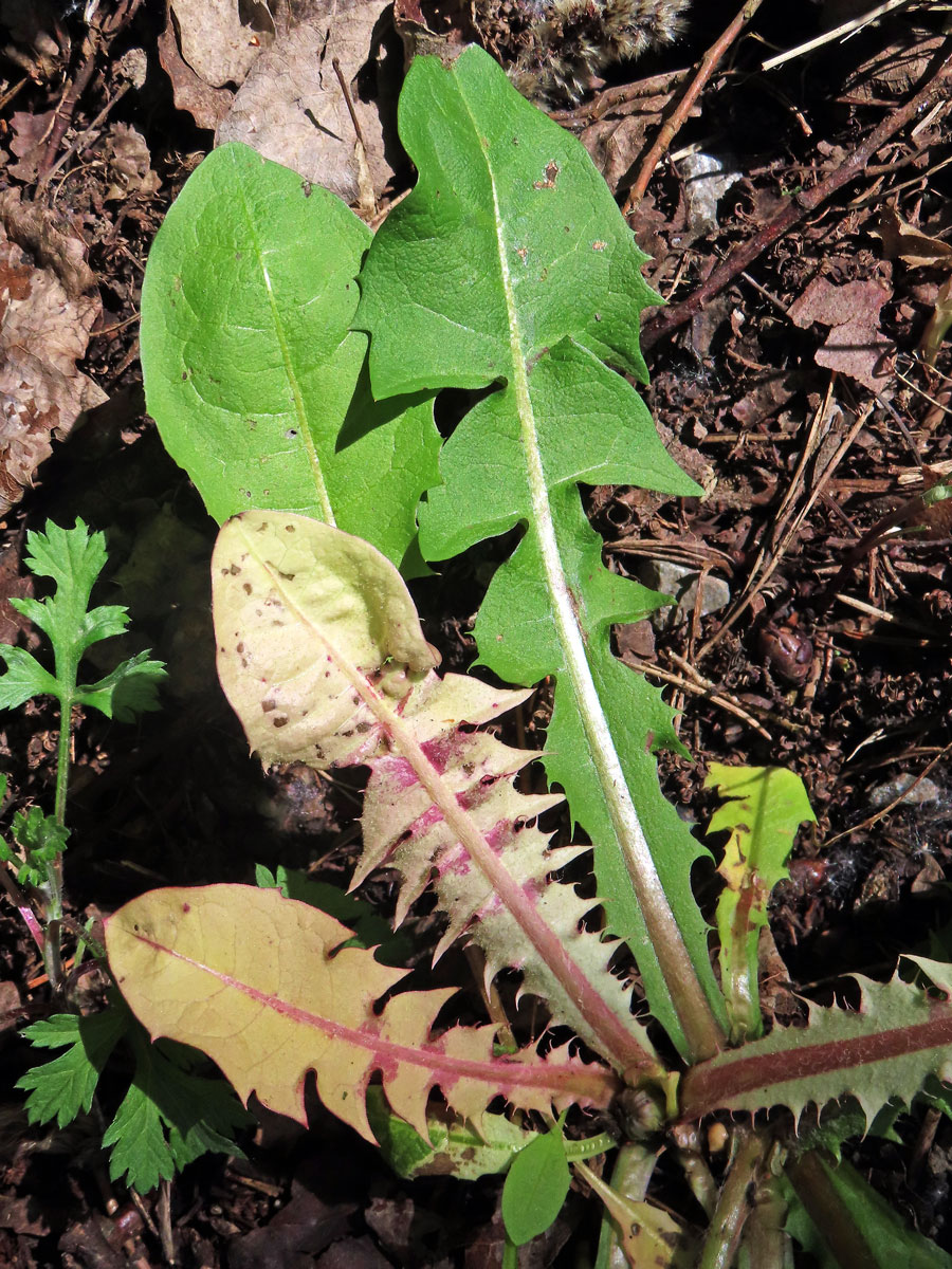 Smetánka lékařská (Teraxacum officinale L.) s panašovanými listy (3j)