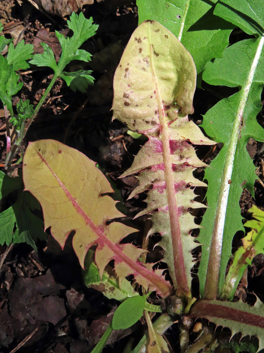 Smetánka lékařská (Teraxacum officinale L.) s panašovanými listy (3k)