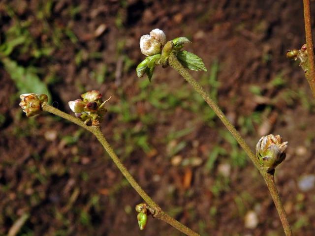 Hálky roztoče hálčivce lískového (Phytoptus avellanae); líska obecná